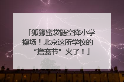 狐獴蜜袋鼯空降小学操场！北京这所学校的“撸宠节”火了！