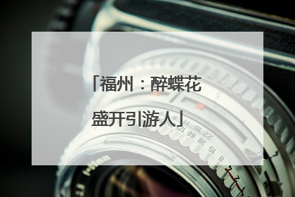福州：醉蝶花盛开引游人