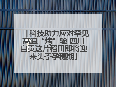 科技助力应对罕见高温“烤”验 四川自贡这片稻田即将迎来头季孕穗期