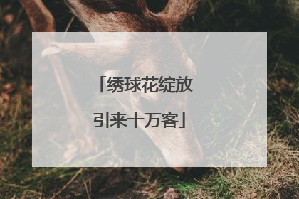 绣球花绽放 引来十万客