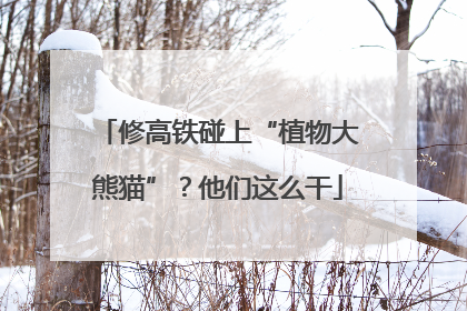 修高铁碰上“植物大熊猫”？他们这么干