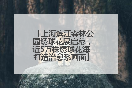 上海滨江森林公园绣球花展启幕，近5万株绣球花海打造治愈系画面