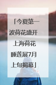 今夏第一波荷花盛开 上海荷花睡莲展7月上旬揭幕