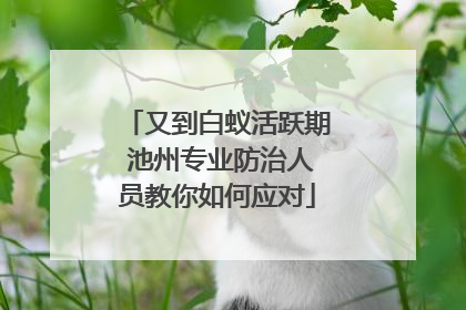 又到白蚁活跃期 池州专业防治人员教你如何应对