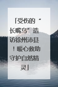受伤的“长嘴鸟”造访徐州沛县！暖心救助守护自然精灵