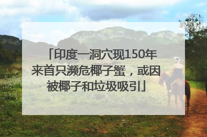 印度一洞穴现150年来首只濒危椰子蟹，或因被椰子和垃圾吸引