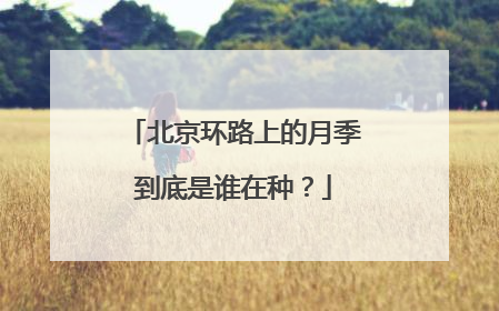 北京环路上的月季到底是谁在种？