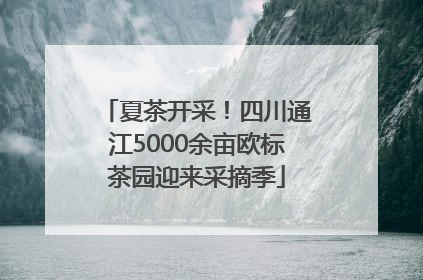 夏茶开采！四川通江5000余亩欧标茶园迎来采摘季