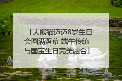 大熊猫迈迈8岁生日会圆满落幕 端午传统与国宝生日完美融合