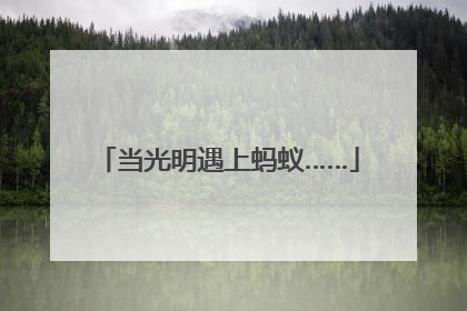 当光明遇上蚂蚁……