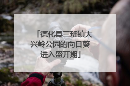 德化县三班镇大兴岭公园的向日葵进入盛开期
