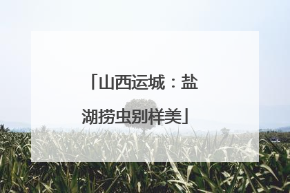 山西运城：盐湖捞虫别样美
