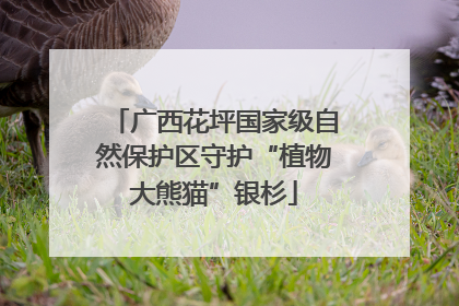 广西花坪国家级自然保护区守护“植物大熊猫”银杉