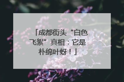 成都街头“白色飞絮”真相：它是朴绵叶蚜！