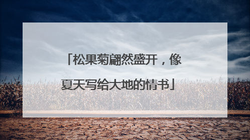 松果菊翩然盛开，像夏天写给大地的情书