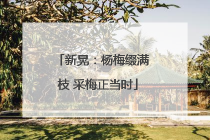 新晃：杨梅缀满枝 采梅正当时