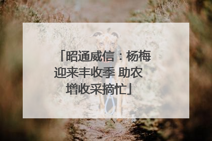 昭通威信：杨梅迎来丰收季 助农增收采摘忙