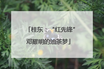 桂东：“红先锋”邓耀明的油茶梦