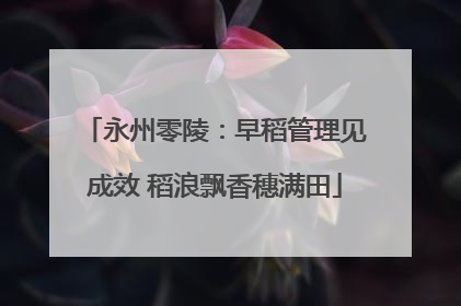 永州零陵：早稻管理见成效 稻浪飘香穗满田