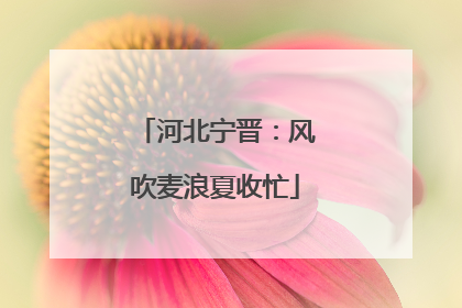 河北宁晋：风吹麦浪夏收忙