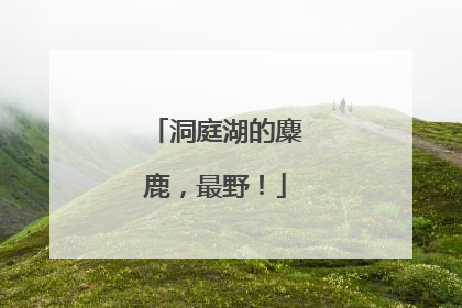 洞庭湖的麋鹿，最野！