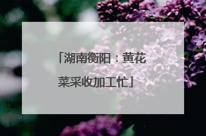 湖南衡阳：黄花菜采收加工忙