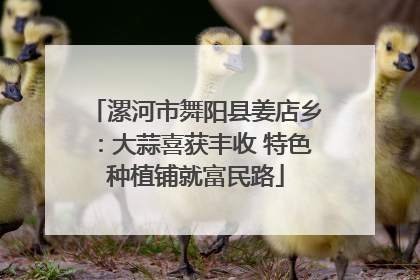 漯河市舞阳县姜店乡：大蒜喜获丰收 特色种植铺就富民路