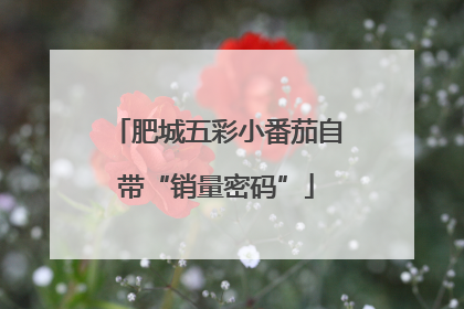 肥城五彩小番茄自带“销量密码”