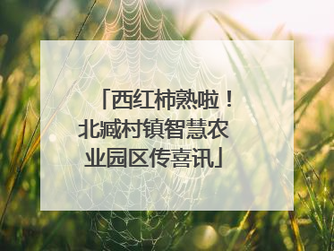 西红柿熟啦！北臧村镇智慧农业园区传喜讯