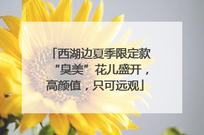 西湖边夏季限定款“臭美”花儿盛开，高颜值，只可远观