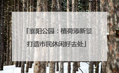 襄阳公园：植荷添新景 打造市民休闲好去处