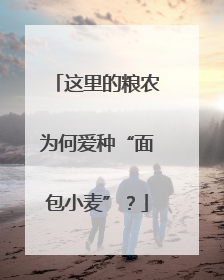 这里的粮农为何爱种“面包小麦”？