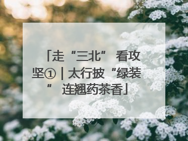 走“三北” 看攻坚①｜太行披“绿装” 连翘药茶香