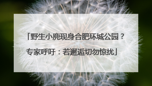 野生小麂现身合肥环城公园？专家呼吁：若邂逅切勿惊扰